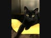 CoCo is up for adoption.
