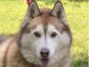 Cody Boy is looking for a forever home.