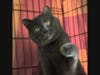Joe Joe wants a new home!