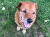 How's it going! My name is Samson. I'm looking for a loving family.