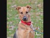 Rumby is up for adoption.