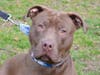 Spade is looking for a forever home.