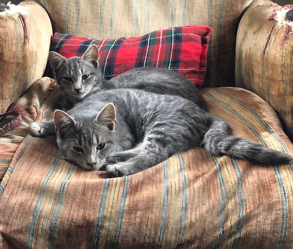 Hey there! We are BamBam and Boomer, and we're looking for a loving family.