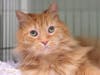 Mr. Peaches is looking for new owners.