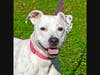Piper needs a forever home.
