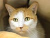 Stacey Gabby is up for adoption.