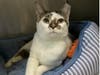 Valiente wants a new home!
