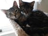 Hi! We're Freddy and Kennedy, and we're looking for a furever home.