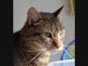 Billy Cat is up for adoption.
