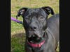 Nina is looking for a forever home.