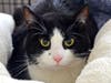 Batman wants a new home!