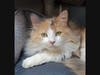 Kaylee is looking for new owners.