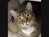 Lilah is up for adoption.