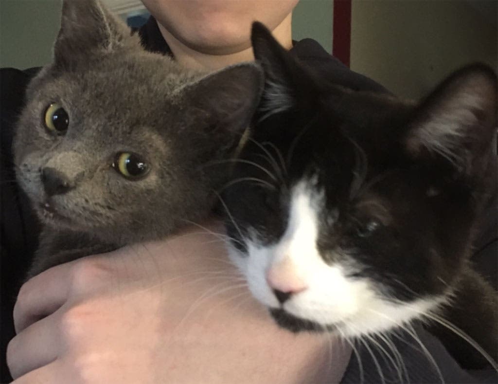 Hi there! We're Murphy and Goose, and we need a home.