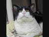 Lucky Tom is up for adoption.