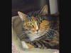 Mischievous is looking for new owners.
