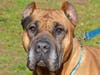 Queen Mia wants a new home!