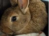 Brownie wants a new home!