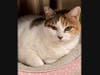 Sassy is up for adoption.