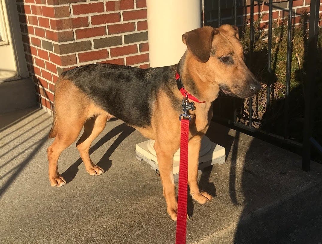 Hi there! I'm Gadget, and I need a home.