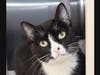 Oreo wants a new home!