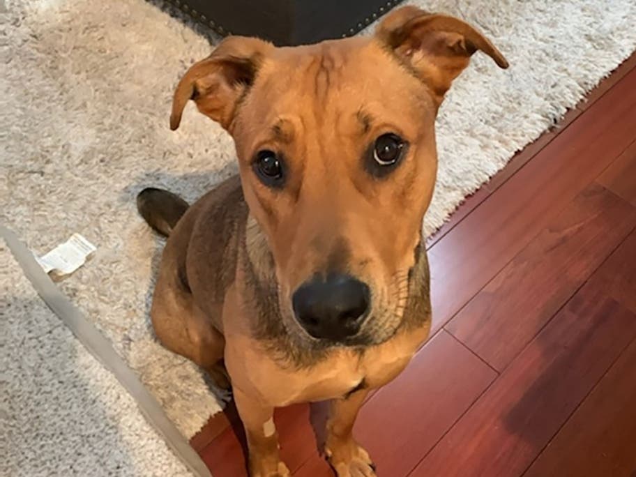 Hi there! I'm James, and I need a home.