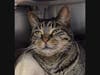 Punkin is looking for new owners.