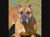 Queen Mia is up for adoption.
