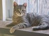 Aldi is up for adoption.