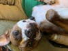 Louie wants a new home!
