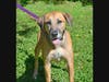 Rush is up for adoption.