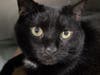 Stella Sweet Pea wants a new home!
