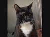 Toto is looking for new owners.
