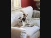 Chip and Barley are looking for new owners.