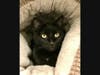 Zoe is up for adoption.