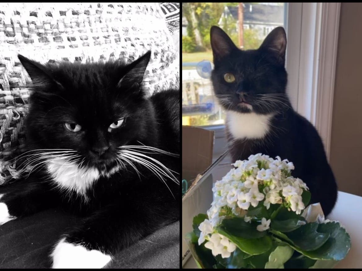 Jax (right) and Tatertot (left) want a new home!