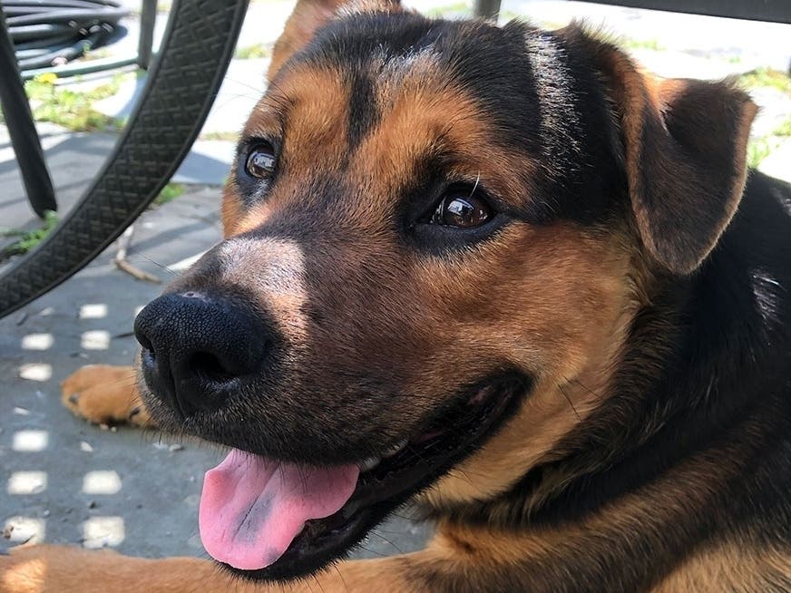 Rocky wants a new home!