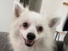 Snow wants a new home!