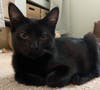 Tarzan wants a new home!
