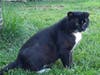 Tilly wants a new home!