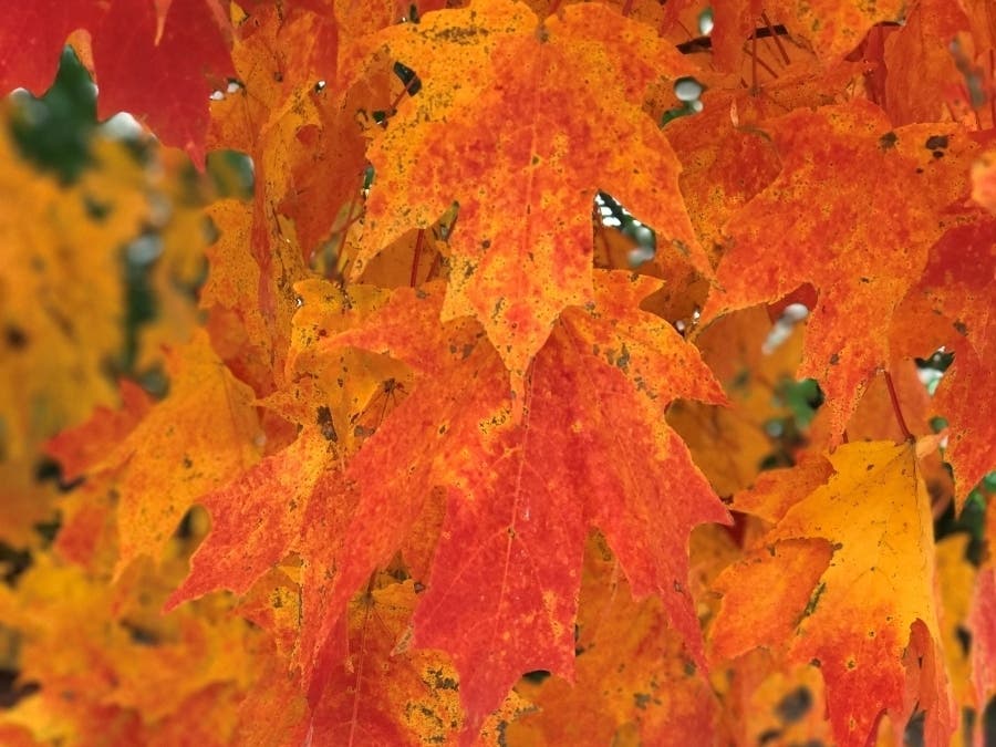 National Park Service Chesapeake Gateways and Chesapeake Conservancy suggested checking out the weekly fall foliage reports from the Maryland Department of Natural Resources.