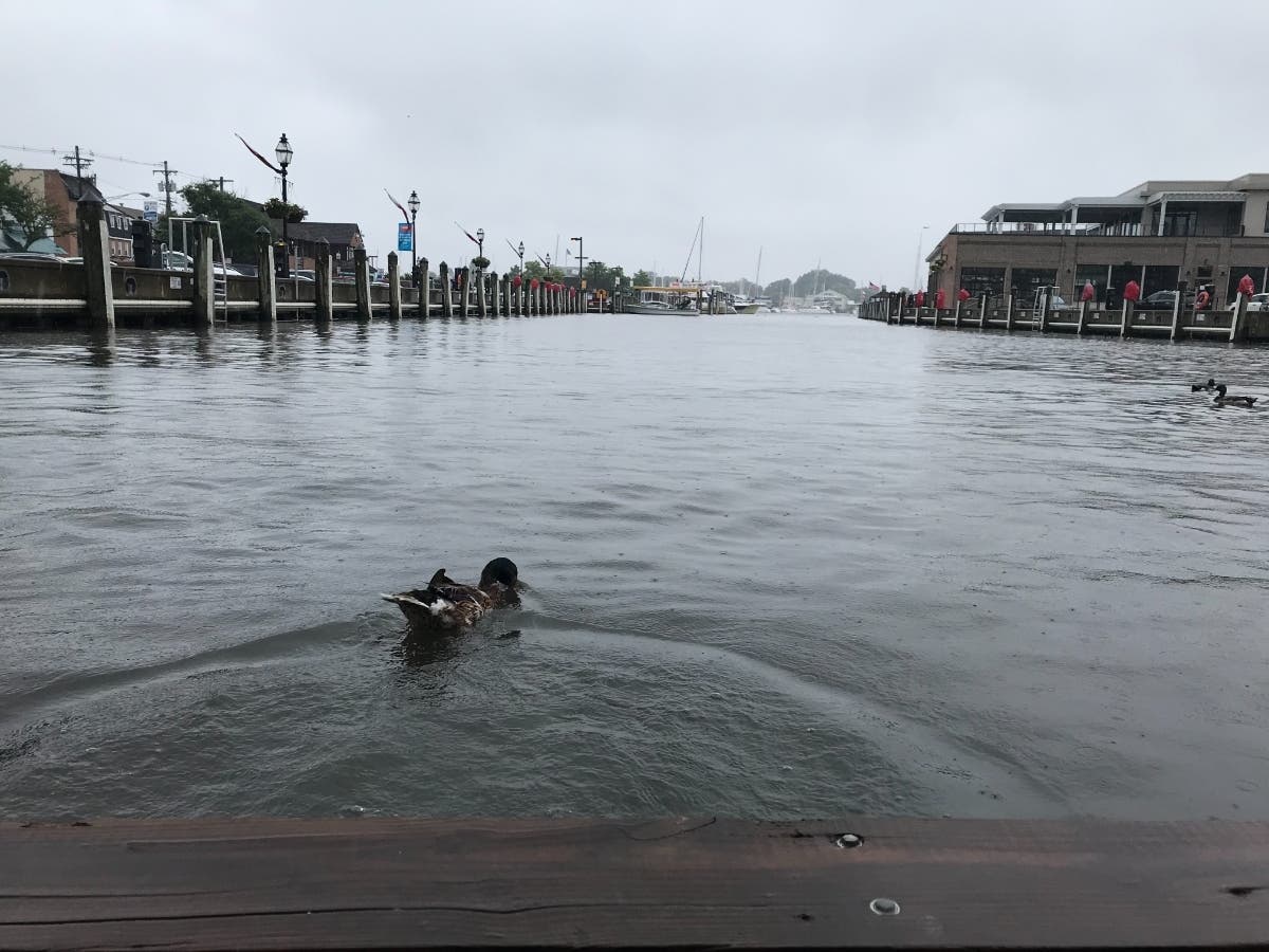 Annapolis City Dock flooded Thursday. Officials said the inundation forced these roadways to close: Dock Street, Compromise Street and the Spa Creek Bridge. City Dock is pictured above on a day without flooding.