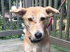 Mammy Chikki wants a new home!