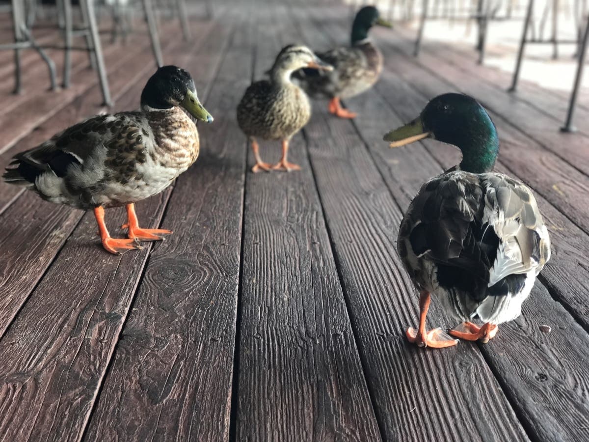National Park Service Chesapeake Gateways and Chesapeake Conservancy suggested checking out these waterway appreciation events or searching for waterfowl and birds.