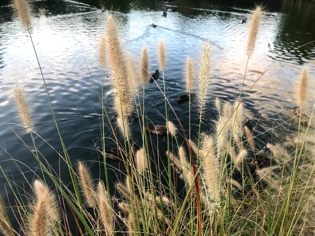 National Park Service Chesapeake Gateways and Chesapeake Conservancy suggested watching "Water’s Way: Thinking Like a Watershed." This new film by Dave Harp and Tom Horton analyzes the past, present and future health of the Chesapeake Bay region.
