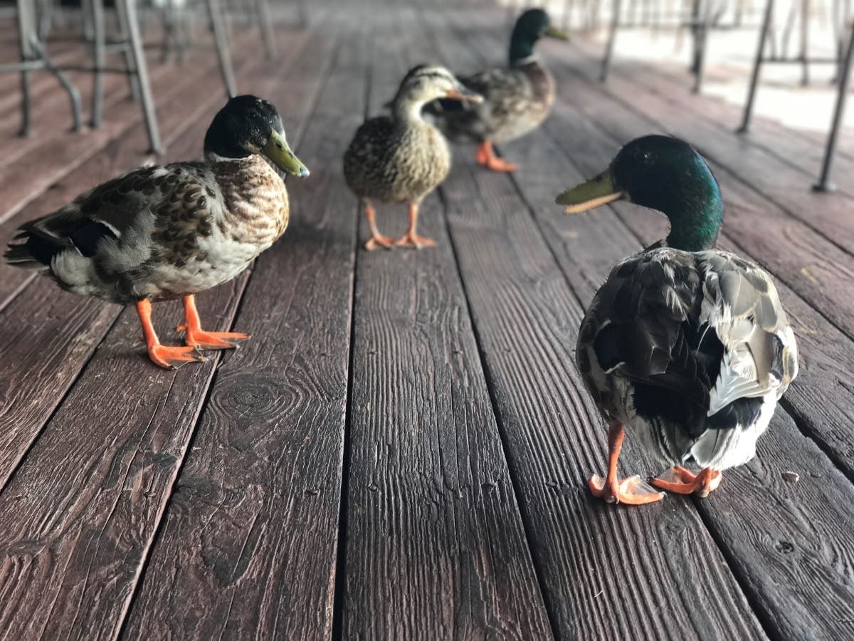 National Park Service Chesapeake Gateways and Chesapeake Conservancy suggested visiting Eastern Neck National Wildlife Refuge, not pictured above. The sanctuary sees more than 100,000 waterfowl each year.