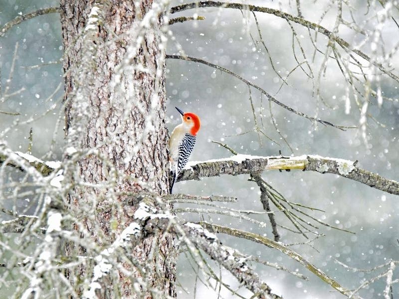 This photo of a red-bellied woodpecker in Havre de Grace was one of the top Maryland photos of the week. Email your best pictures to maryland@patch.com for a chance to be featured in our weekly photo round-up.