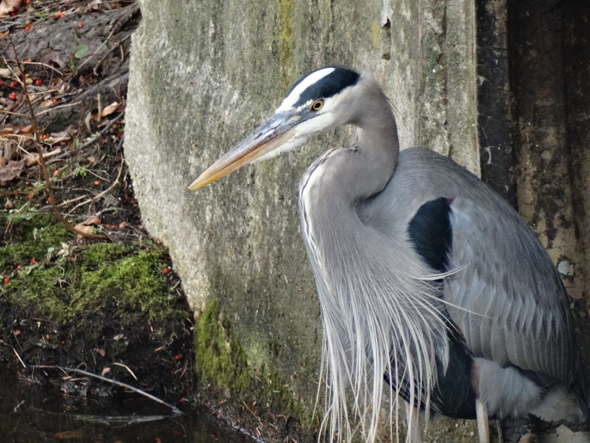 Email your best pictures to maryland@patch.com by Thursday, Feb. 24 for a chance to be featured in our photo of the week round-up. One reader submitted this shot of a peaceful heron in Crofton.