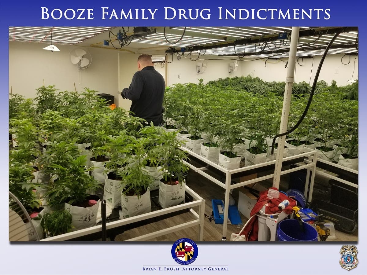 Maryland Attorney General Brian Frosh on Wednesday announced the indictments of five residents on several drug-related charges. Frosh accused Dwayne Booze of running a drug trafficking organization. Investigators seized the marijuana plants shown above.