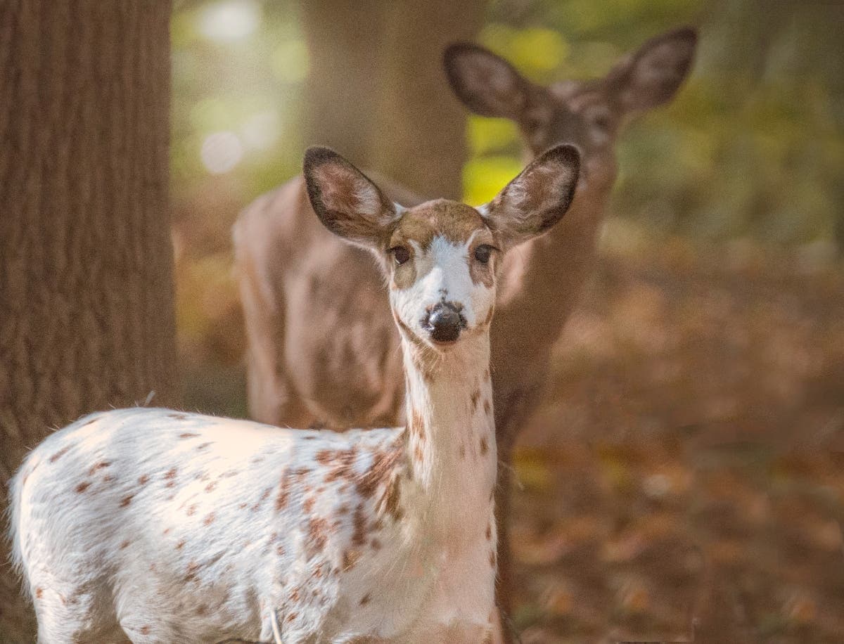 Email your best pictures to maryland@patch.com by Thursday, March 3 for a chance to be featured in our photo of the week round-up. One reader snapped this shot of piebald deer at the Perryville Community Park in autumn 2020.